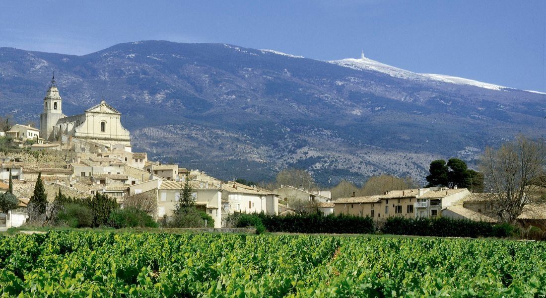À la découverte de la cave coopérative : Les Vignerons du Mont Ventoux