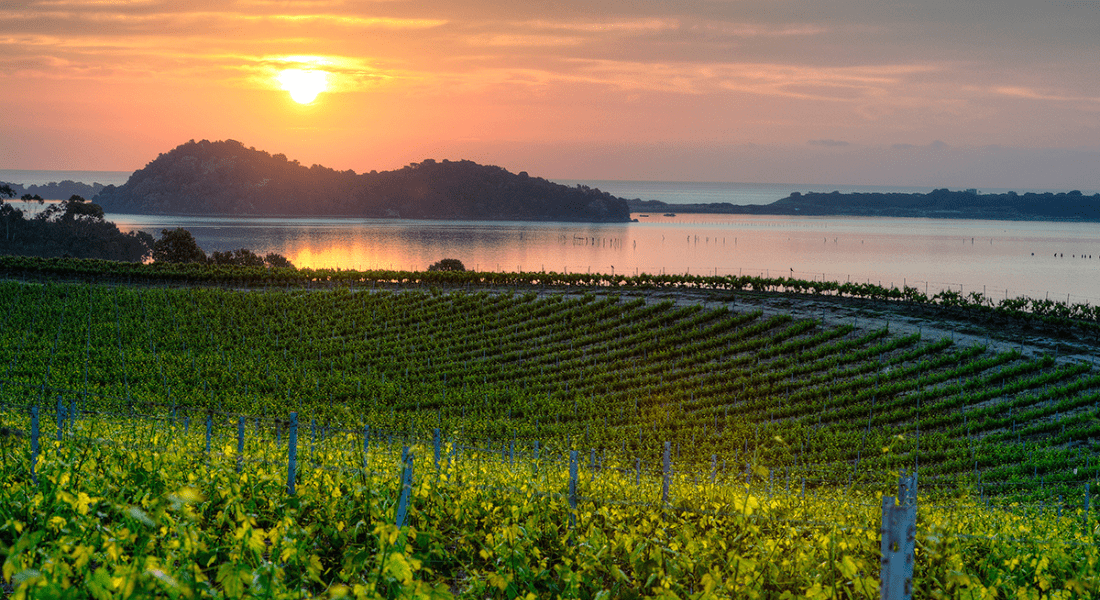 À la découverte du Domaine Terra Vecchia : l’expression authentique du terroir corse