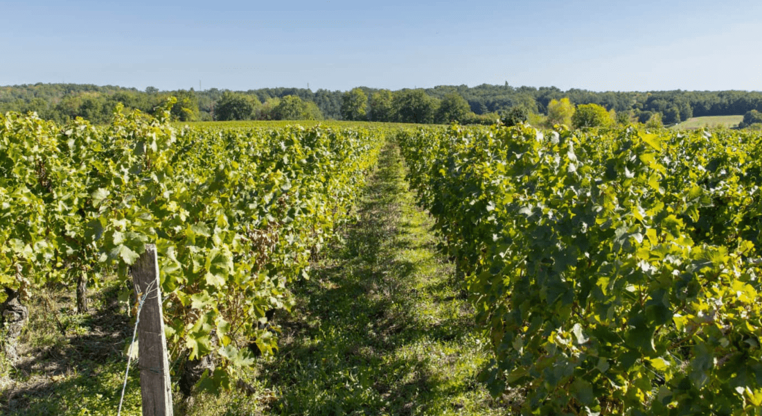 Complices de Loire : vins authentiques de la Vallée de la Loire
